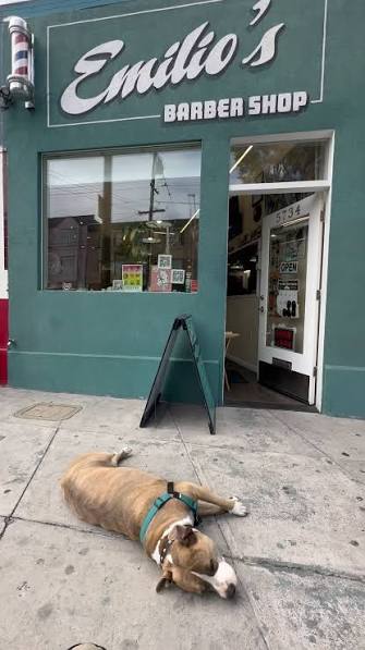 Bella holding down the sidewalk outside the shop